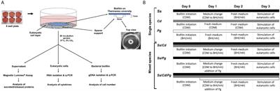 Differential Response of Oral Mucosal and Gingival Cells to Corynebacterium durum, Streptococcus sanguinis, and Porphyromonas gingivalis Multispecies Biofilms